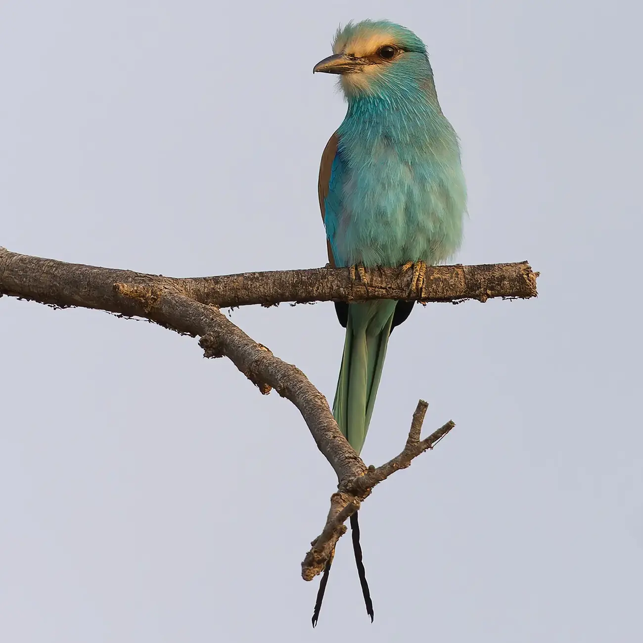 Abyssinian Roller Coracias abyssinicus