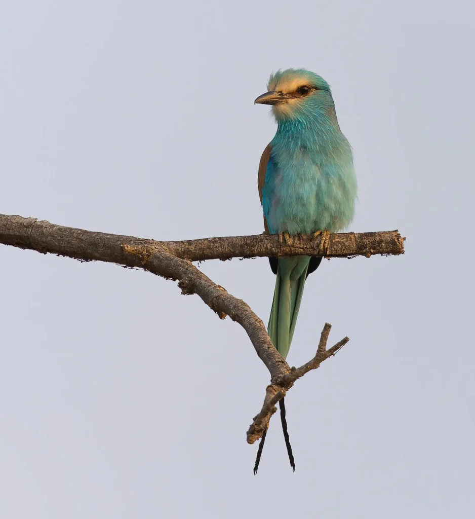 Abyssinian Roller Coracias abyssinicus
