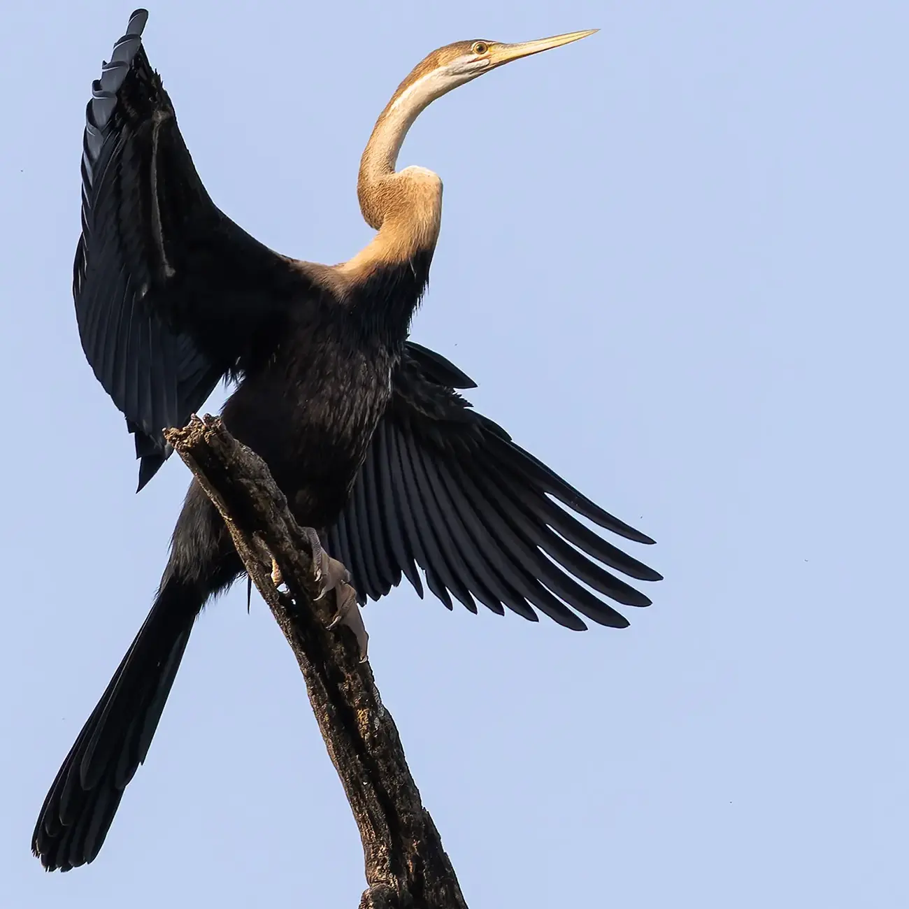 African Darter Anhinga rufa