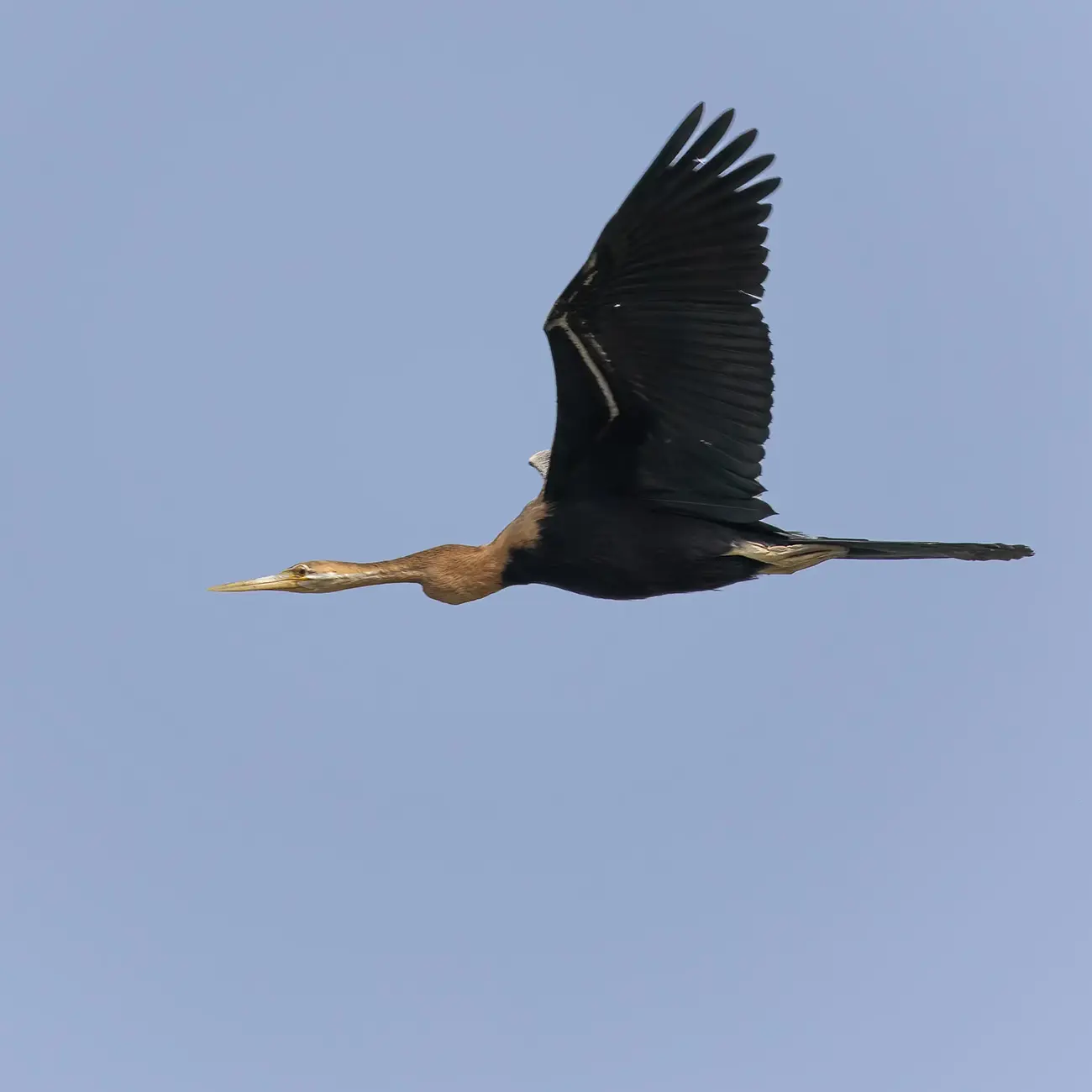 African Darter Anhinga rufa