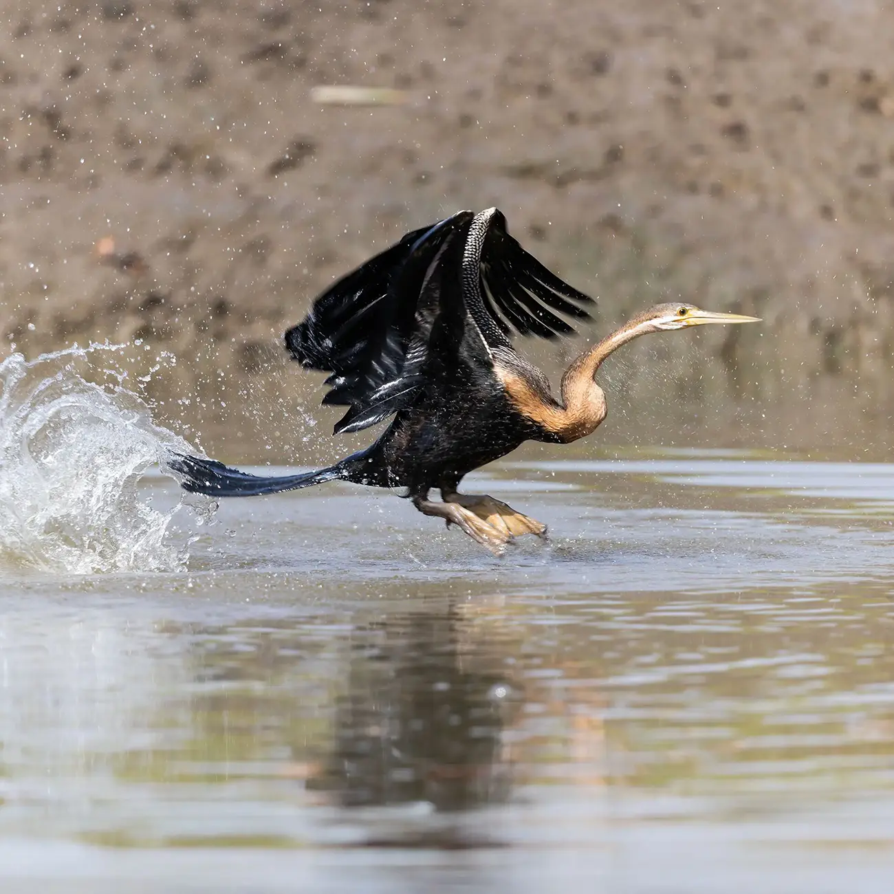 African Darter Anhinga rufa