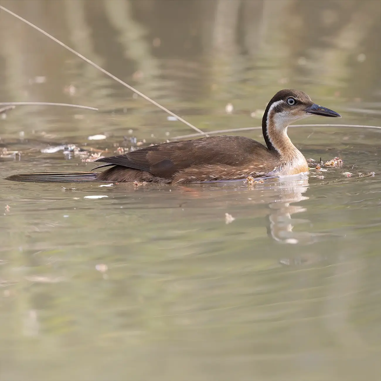 African Finfoot Podica senegalensis