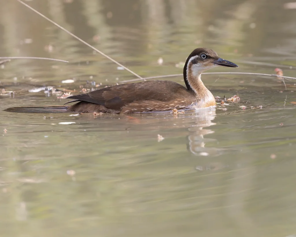 African Finfoot Podica senegalensis