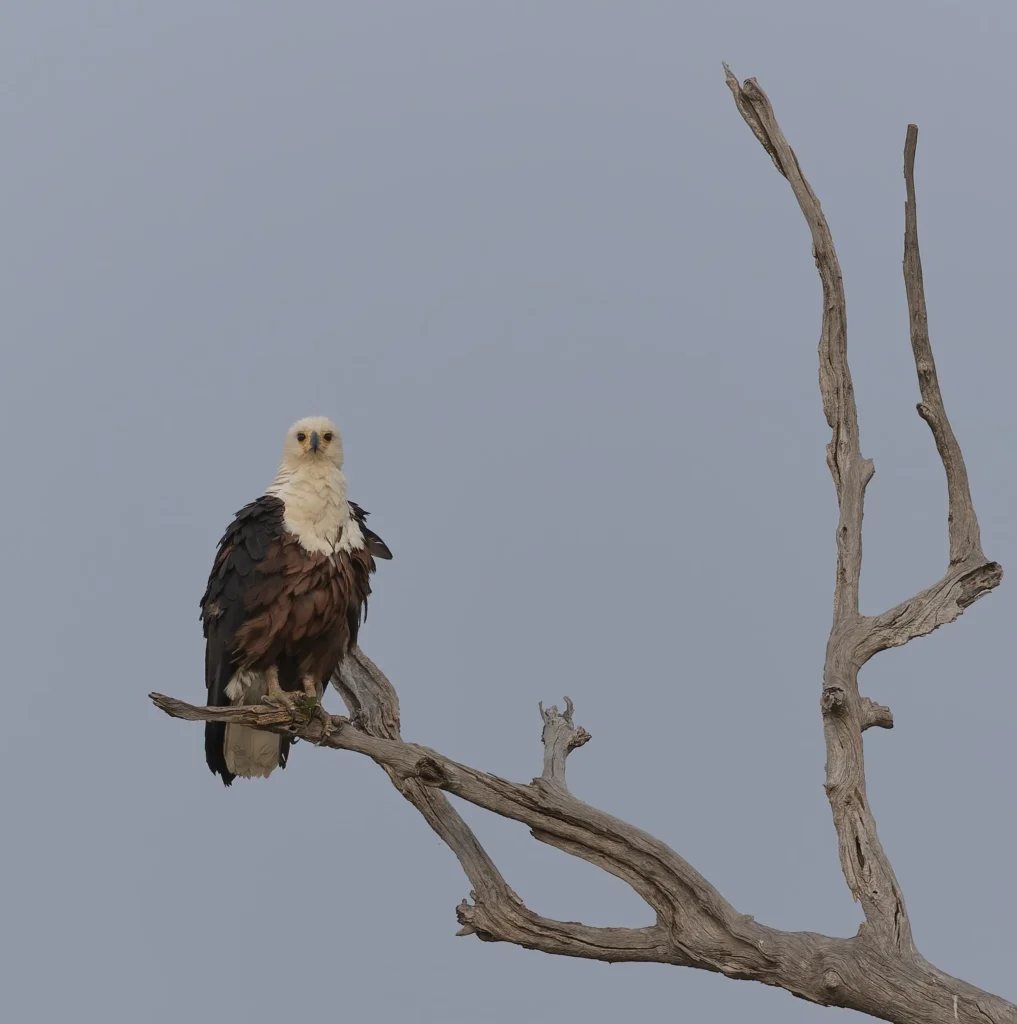 African Fish-Eagle Icthyophaga vocifer