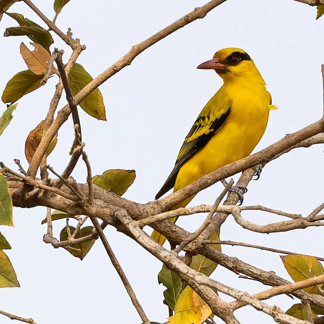 African Golden Oriole Oriolus auratus