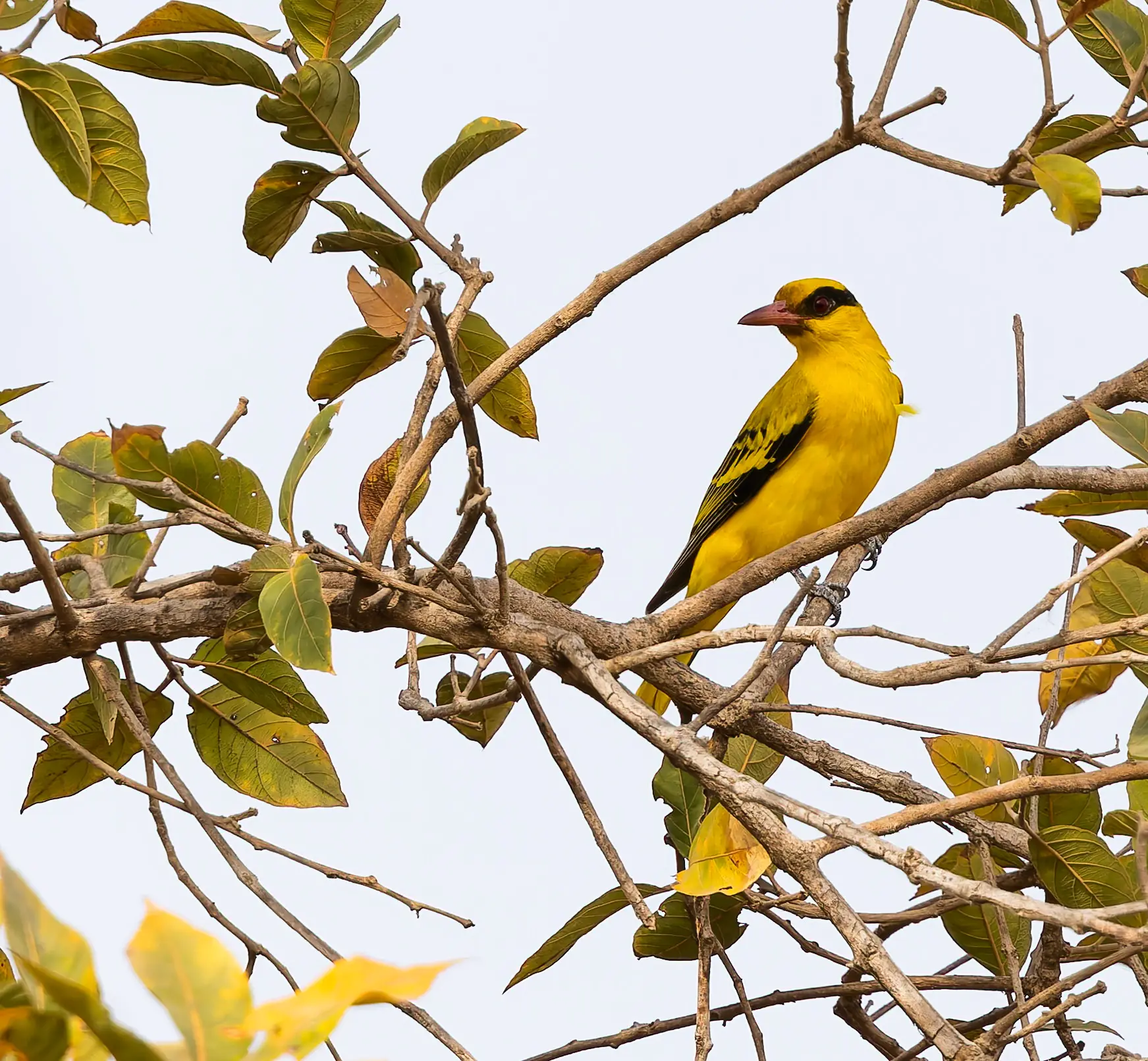 African Golden Oriole Oriolus auratus