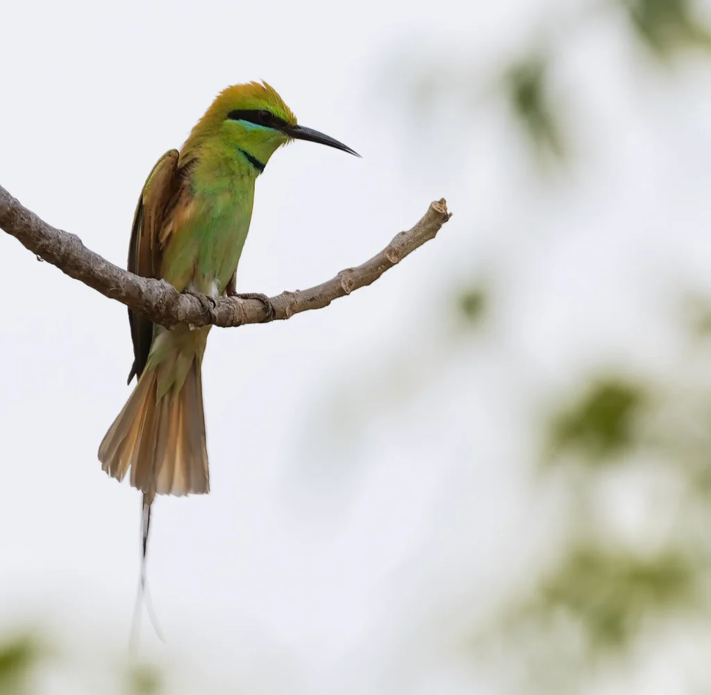 African Green Bee-eater Merops viridissimus