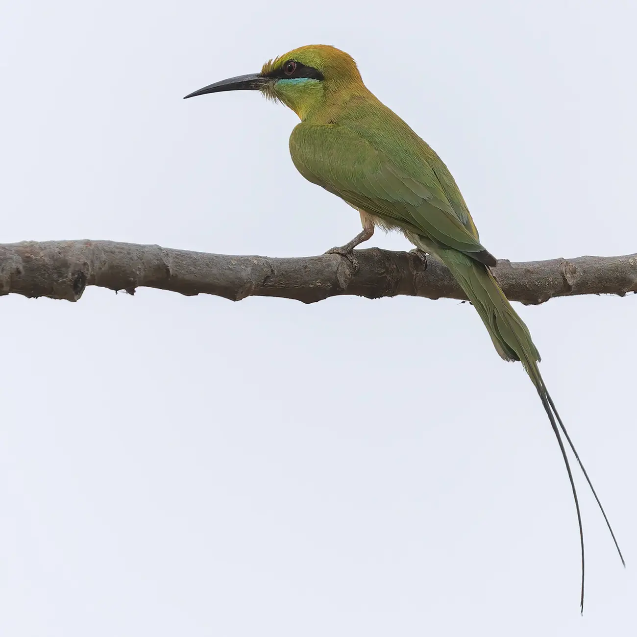 African Green Bee-eater Merops viridissimus
