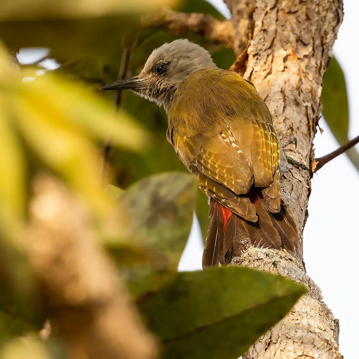 African Grey Woodpecker Dendropicos goertae
