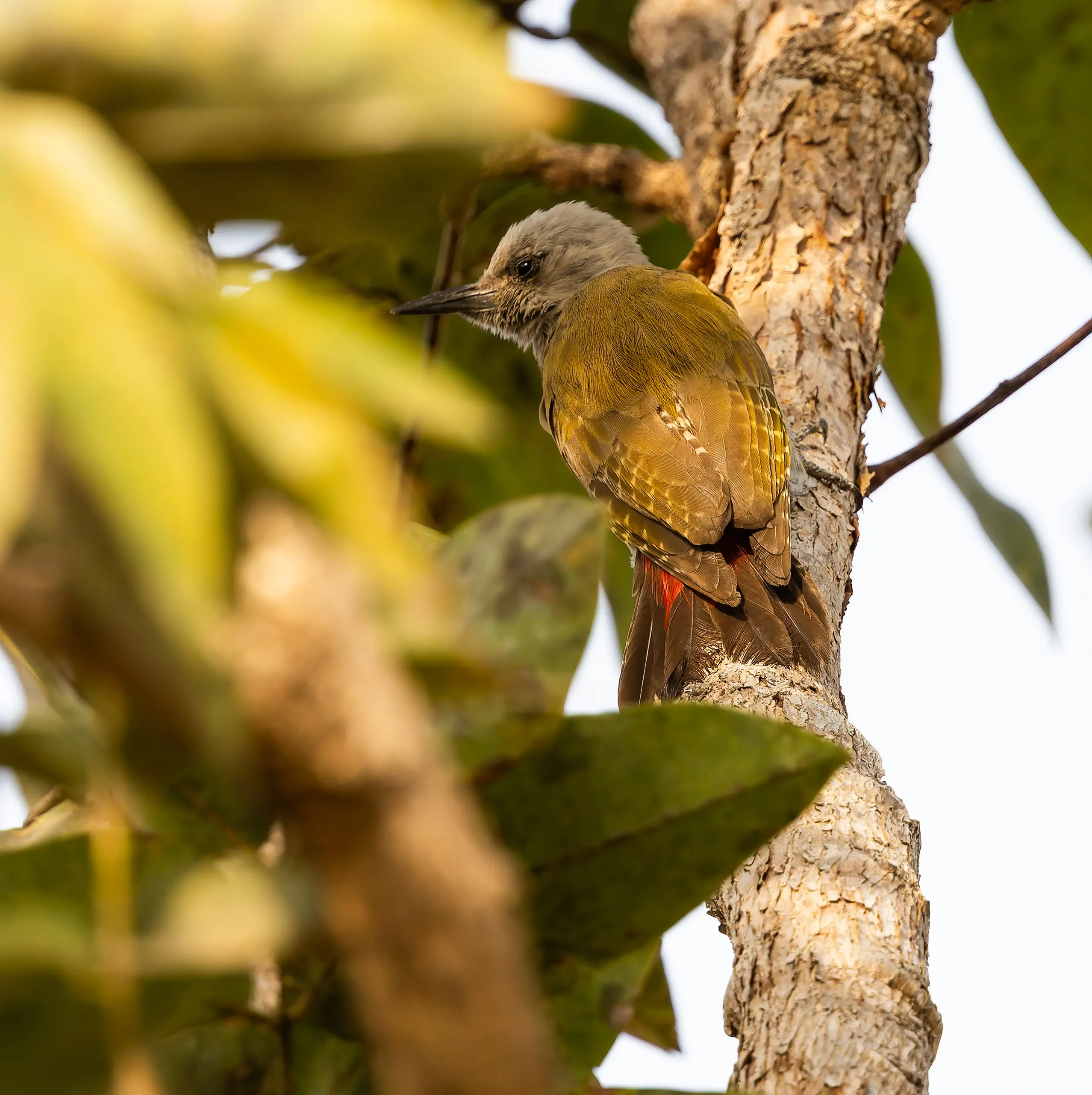 African Grey Woodpecker Dendropicos goertae