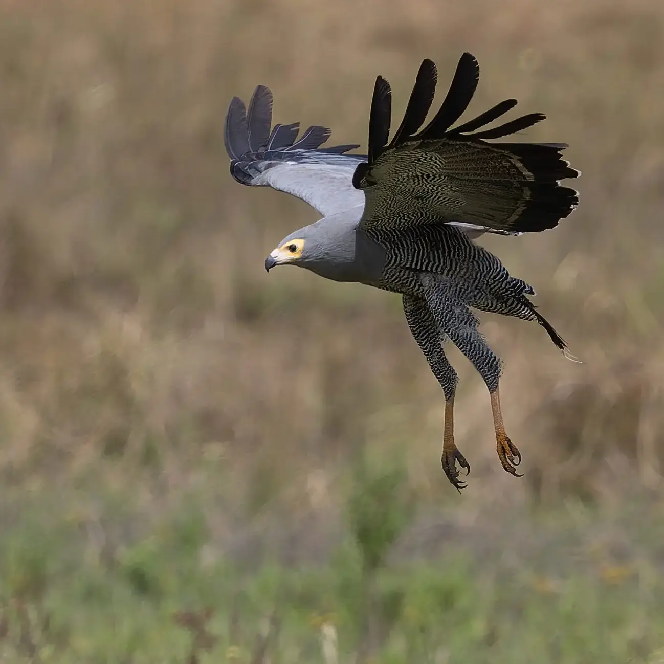 African Harrier-Hawk Polyboroides typus