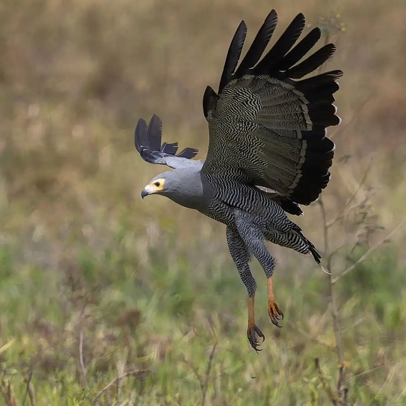 African Harrier-Hawk Polyboroides typus
