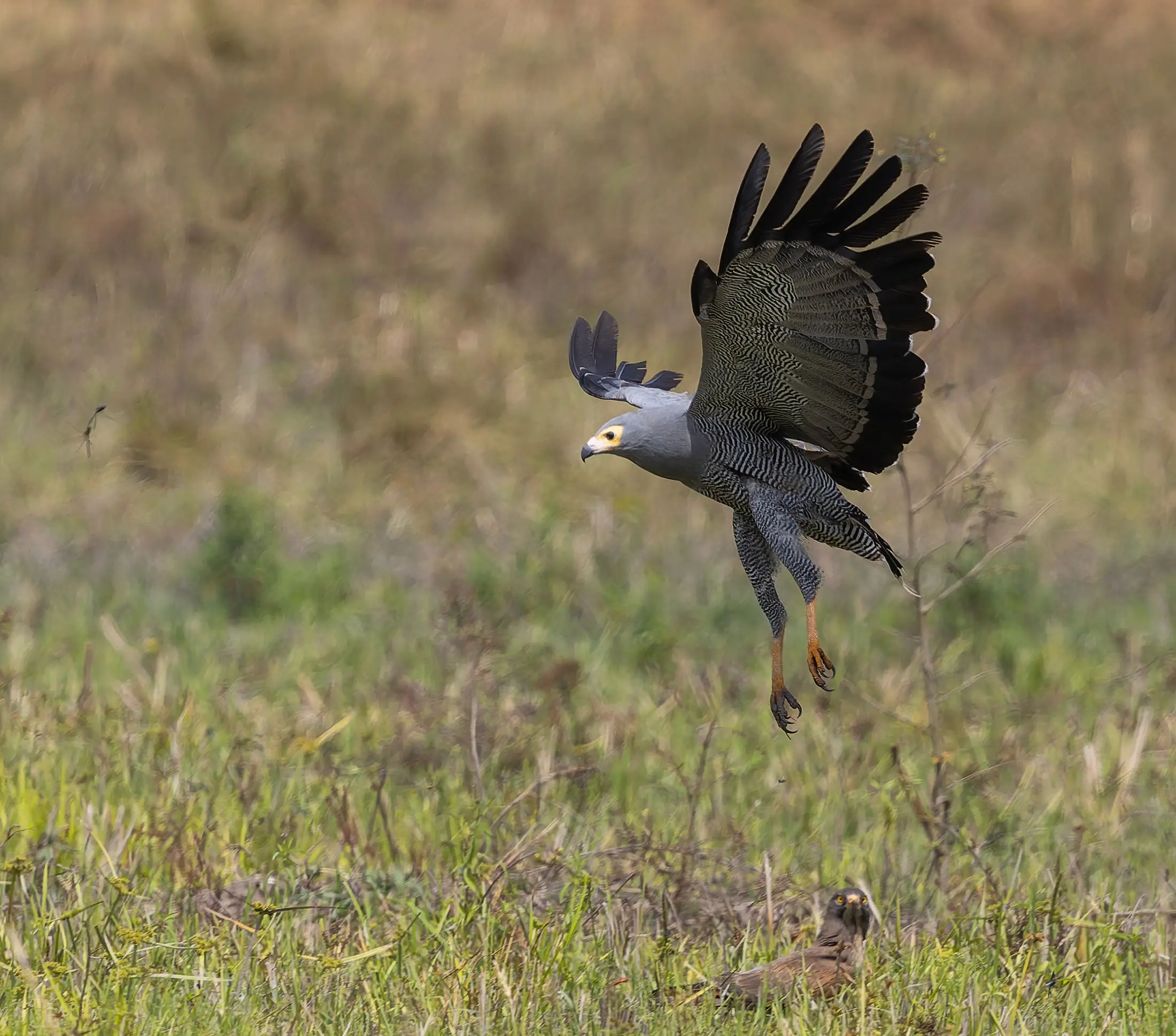 African Harrier Hawk Polyboroides typus