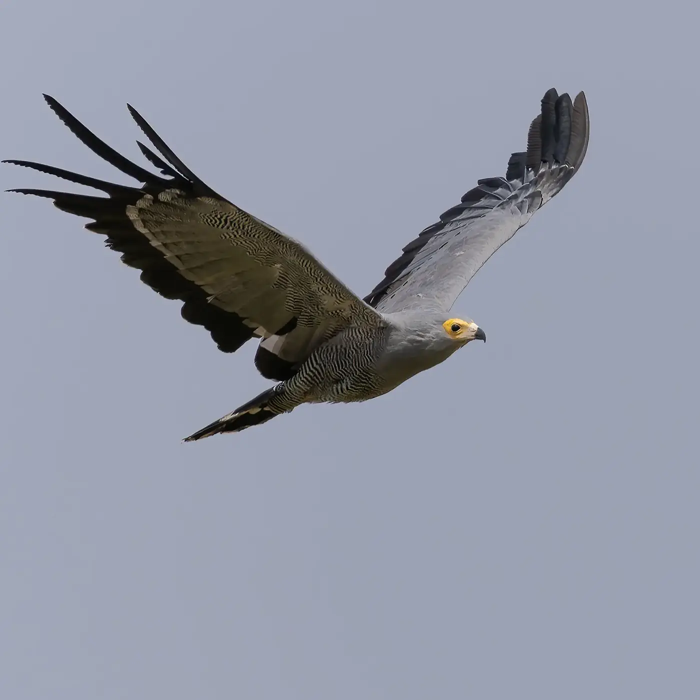 African Harrier-Hawk Polyboroides typus