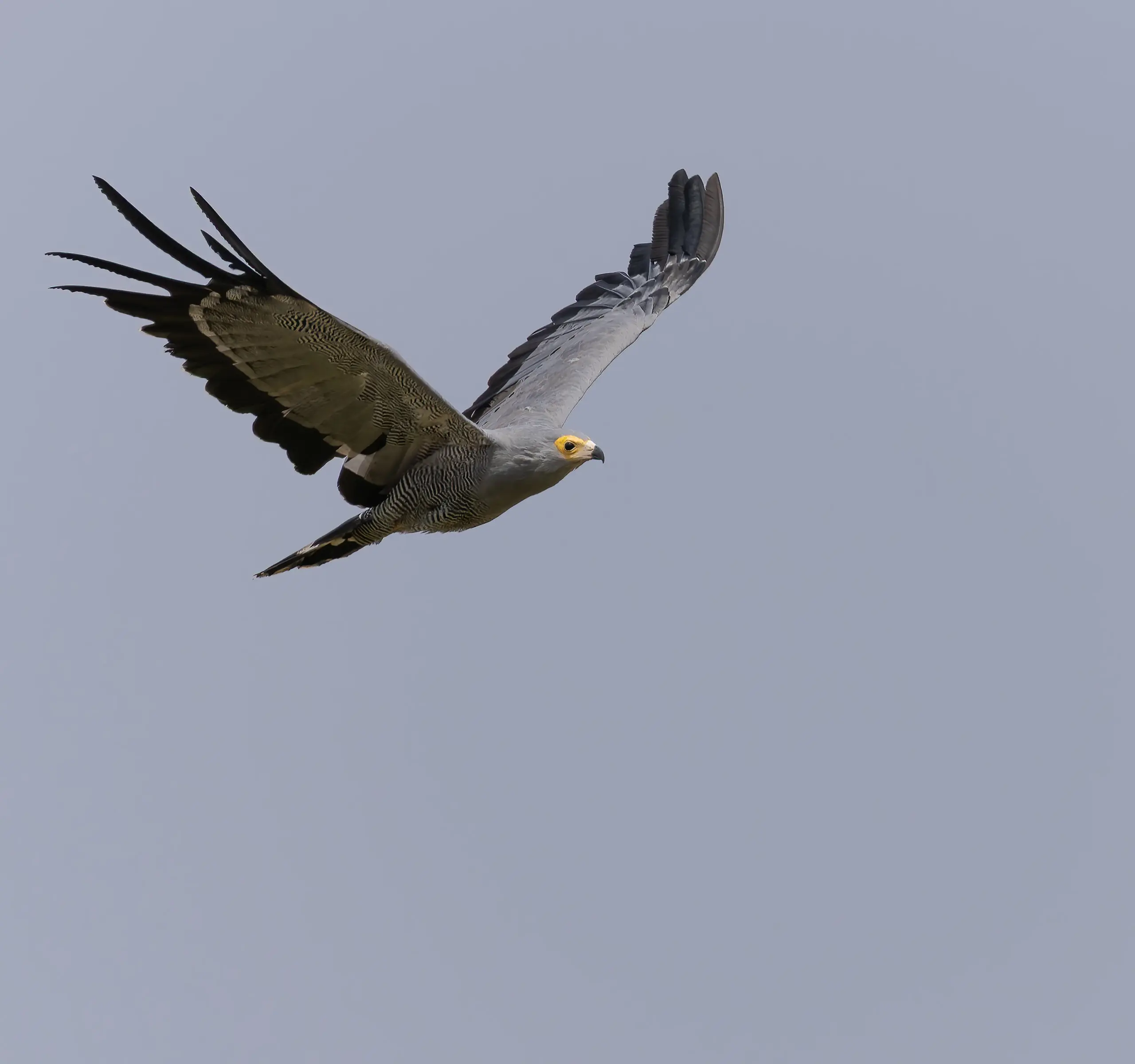 African Harrier Hawk Polyboroides typus