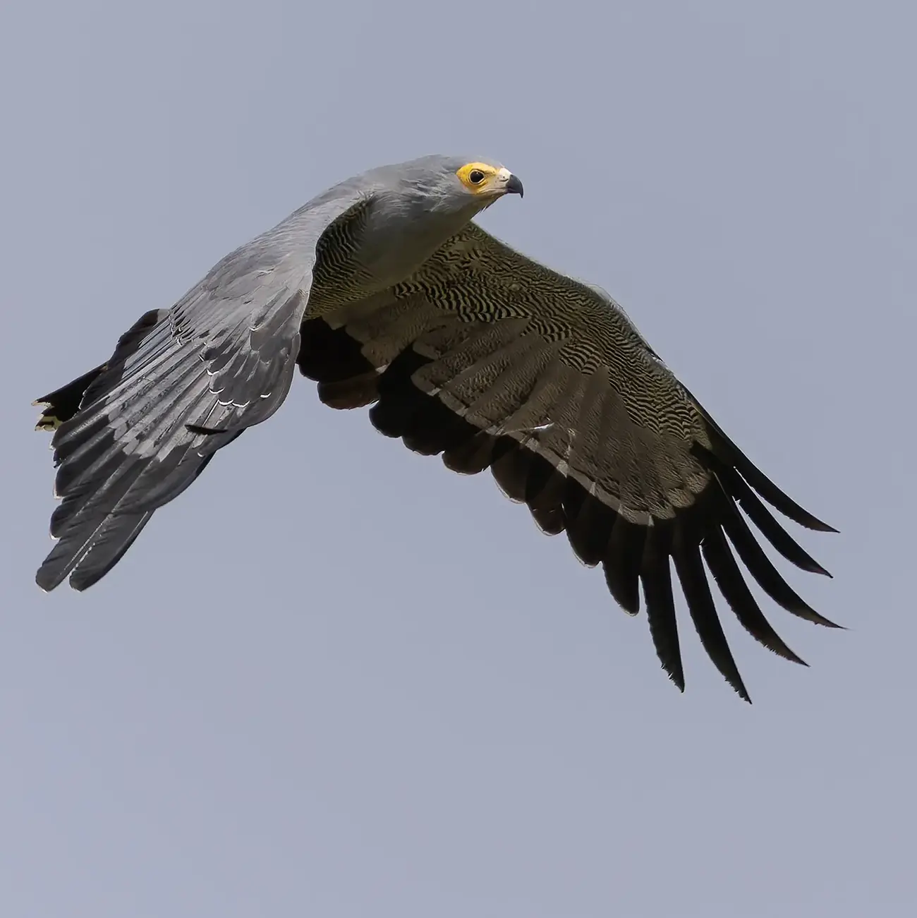 African Harrier-Hawk Polyboroides typus
