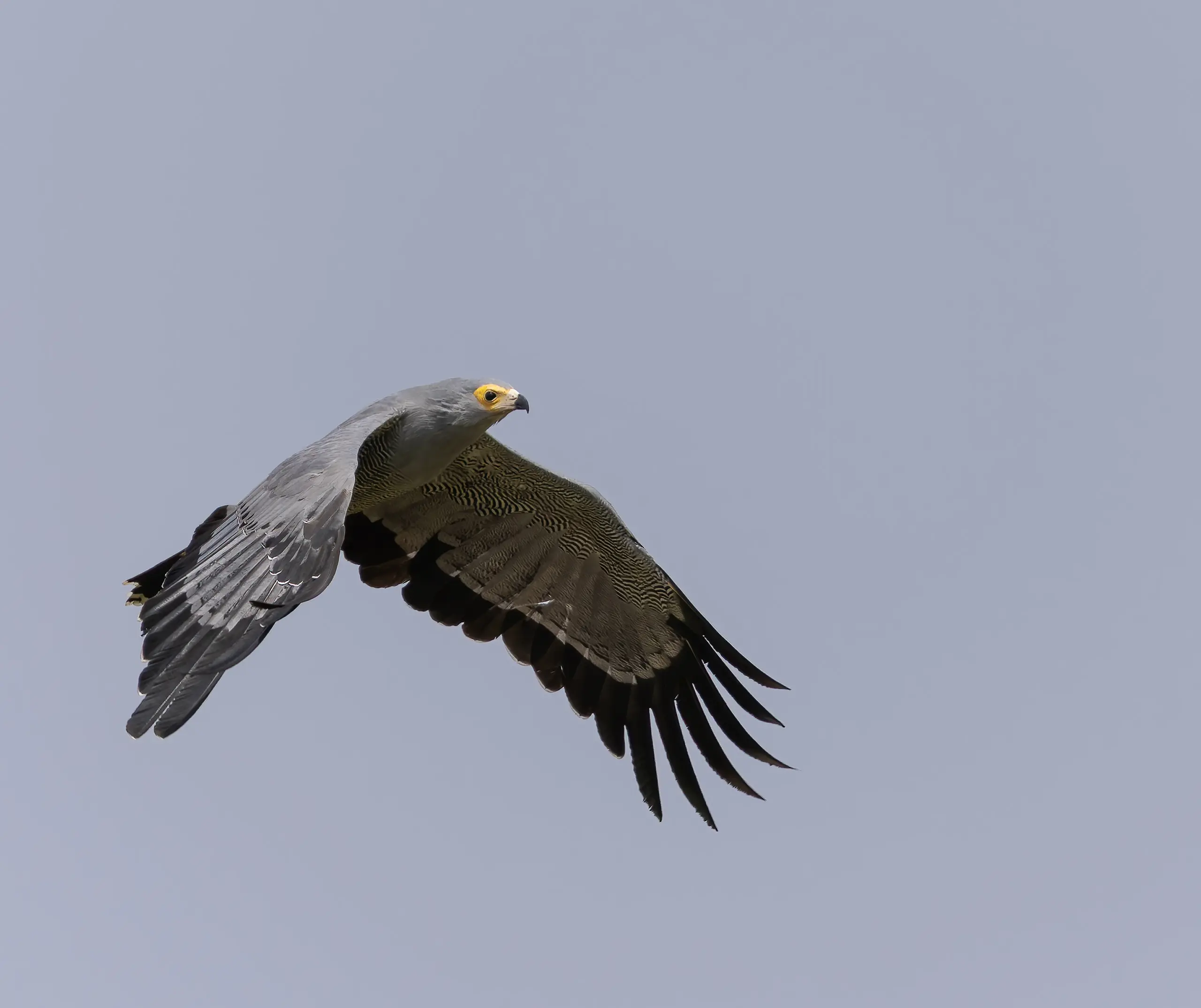 African Harrier Hawk Polyboroides typus
