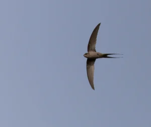 African Palm Swift Cypsiurus parvus