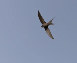 African Palm Swift Cypsiurus parvus