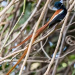 African Paradise Flycatcher Terpsiphone viridis