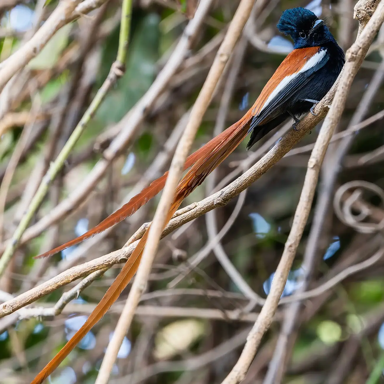 African Paradise Flycatcher Terpsiphone viridis