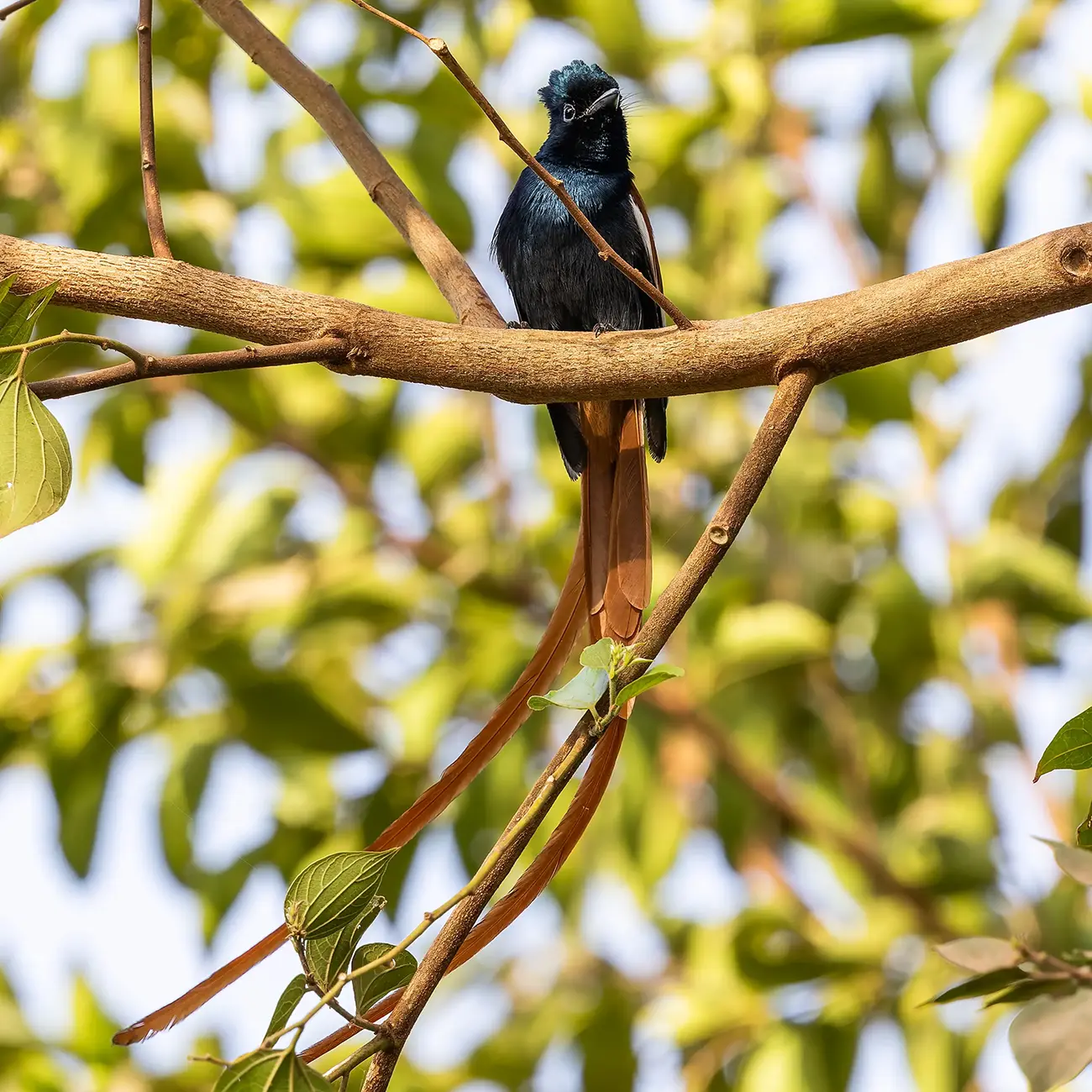 African Paradise Flycatcher Terpsiphone viridis