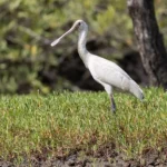 African Spoonbill Platalea alba