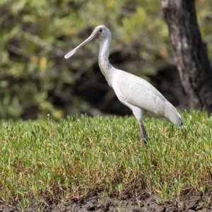 African Spoonbill Platalea alba