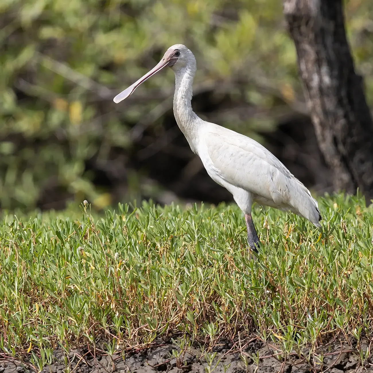 African Spoonbill Platalea alba