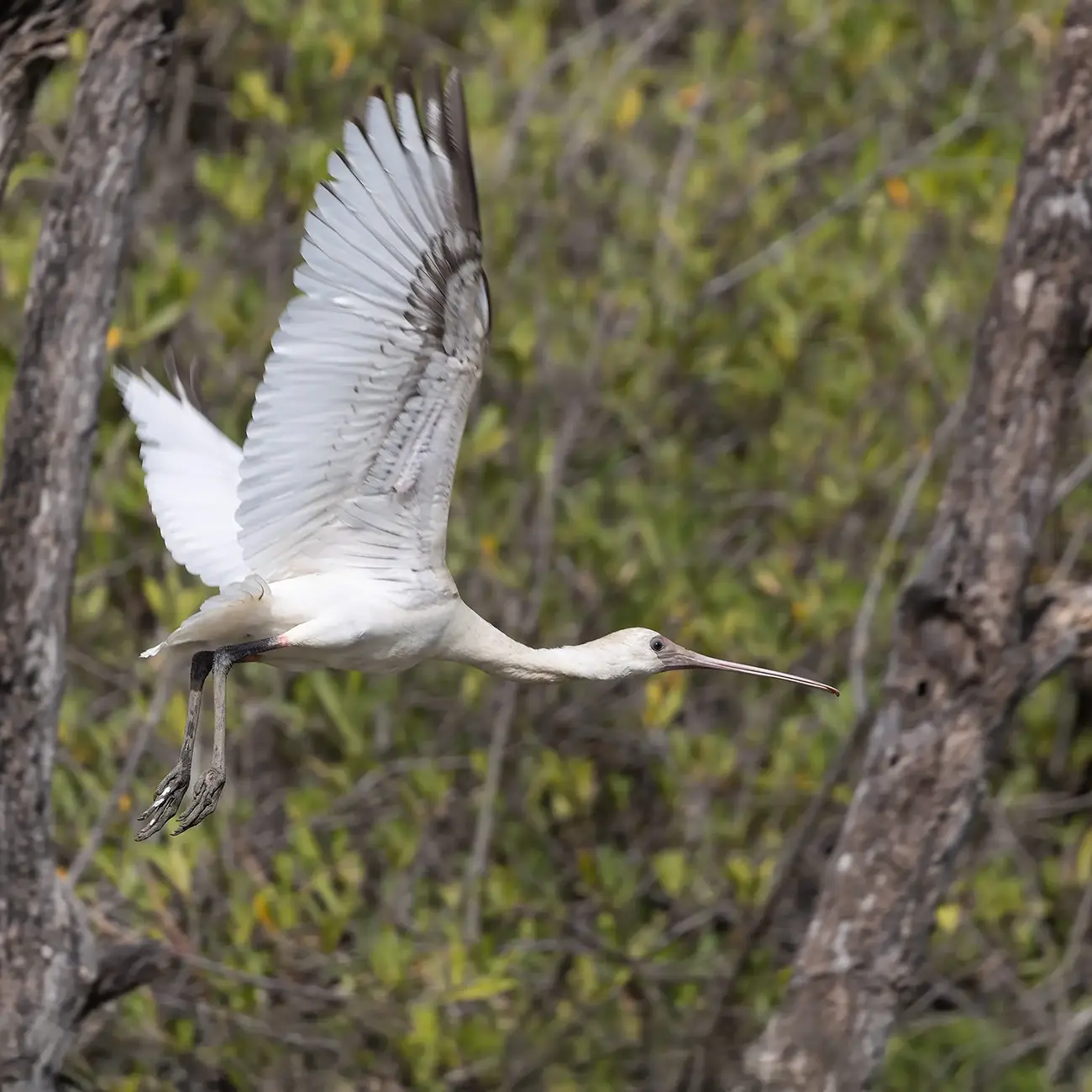 African-Spoonbill-Platalea-alba