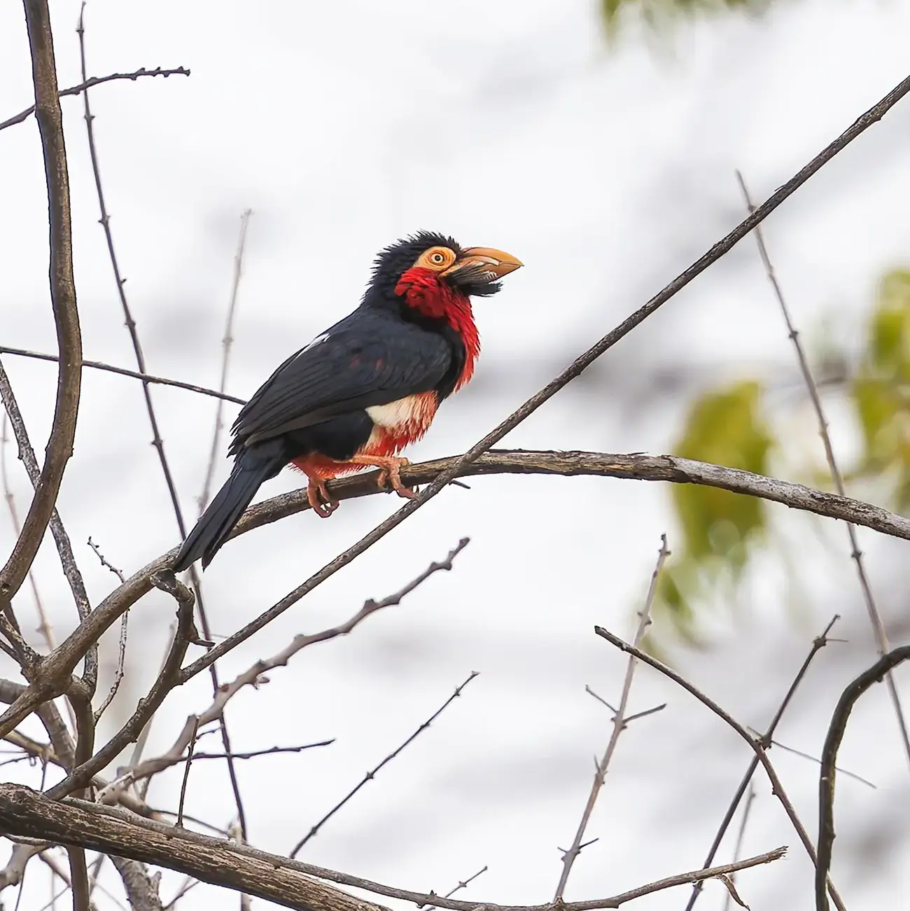 Bearded Barbet Pogonornis dubius