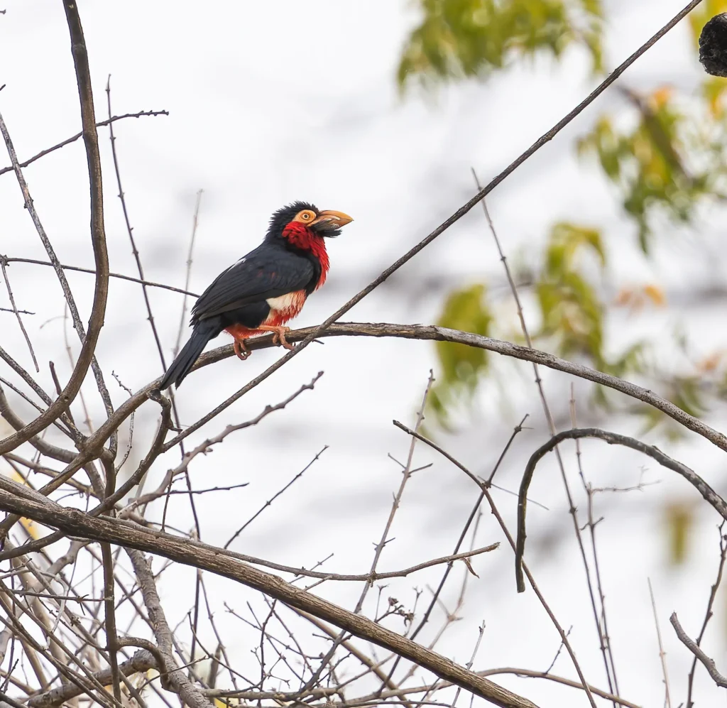 Bearded Barbet Pogonornis dubius