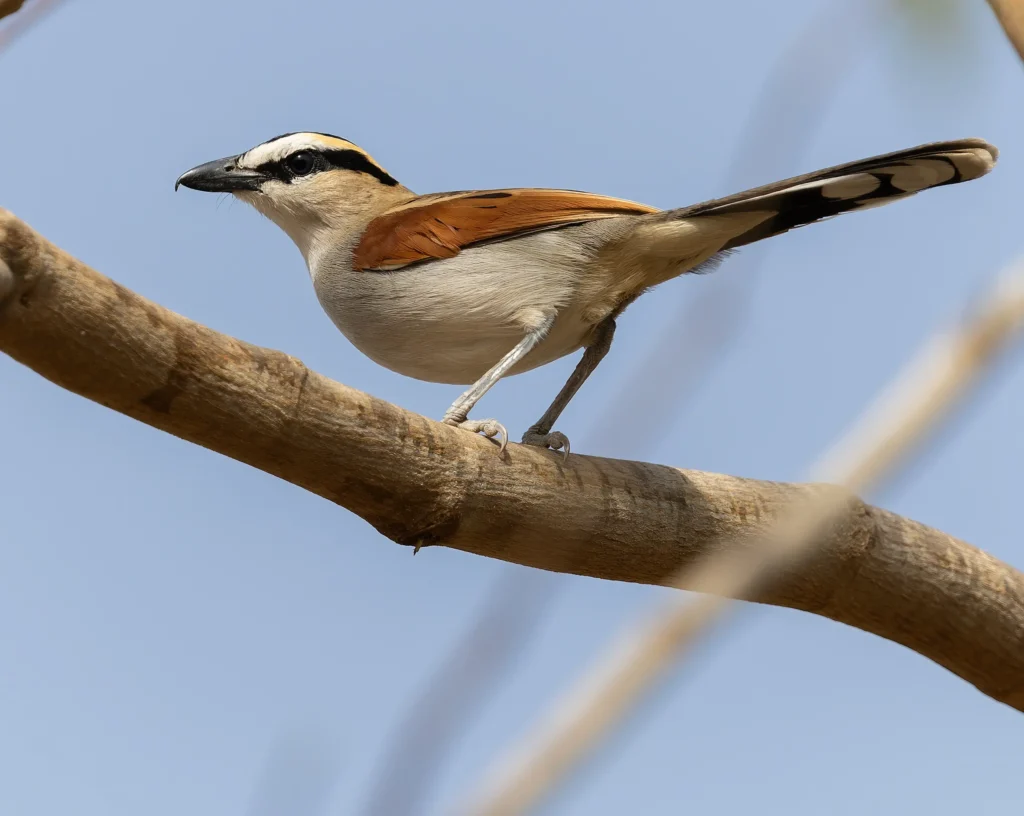 Black-crowned Tchagra Tchagra senegalus