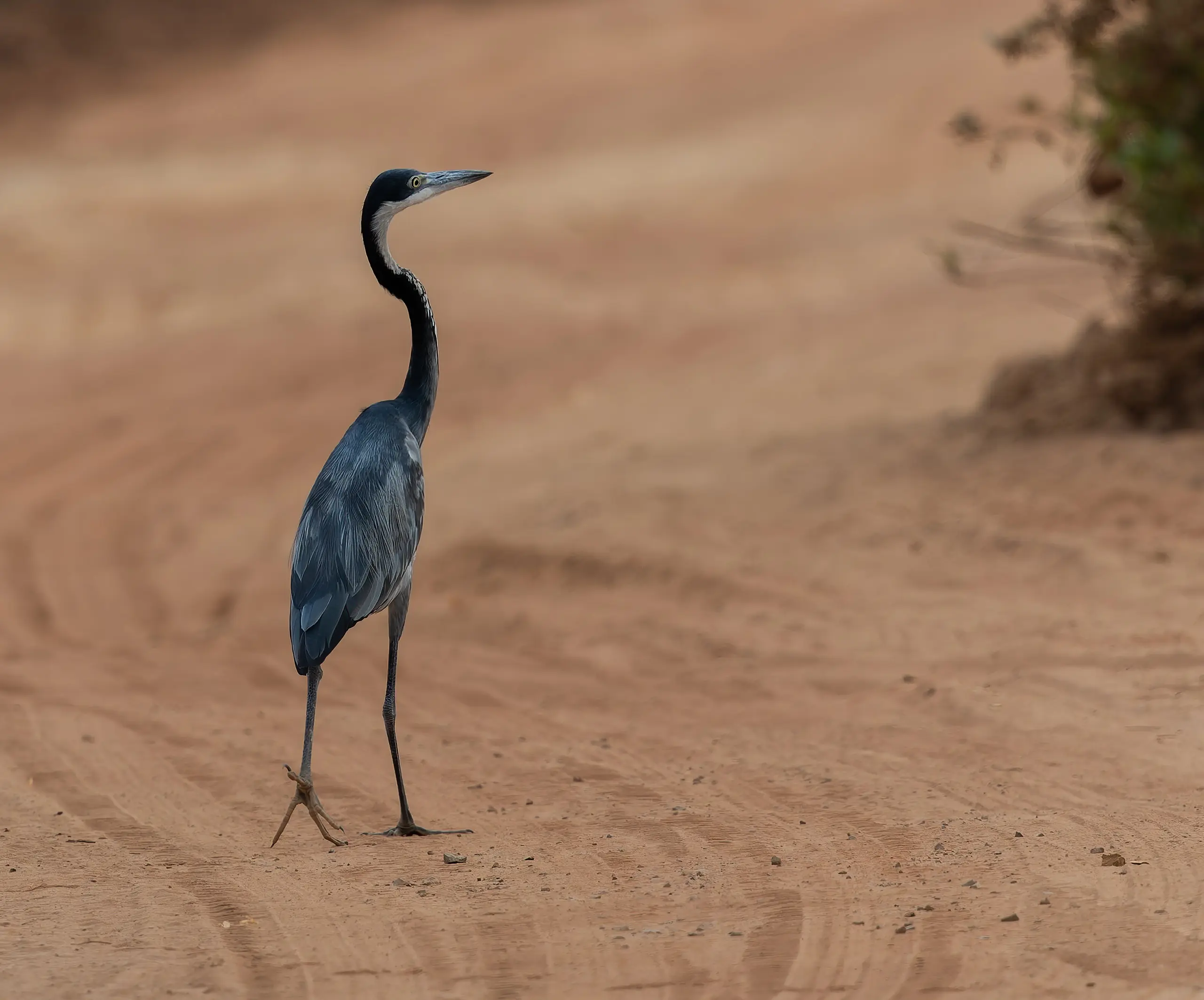 Black-headed Heron Ardea melanocephala
