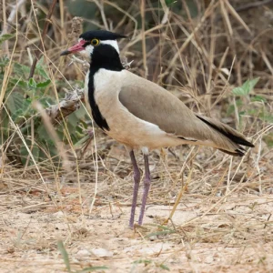 Black-headed Lapwing Vanellus tectus