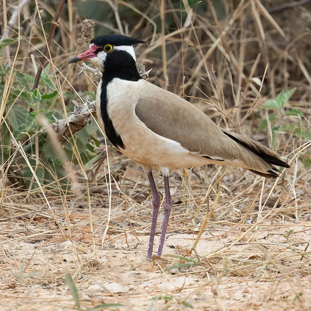 Black-headed Lapwing Vanellus tectus