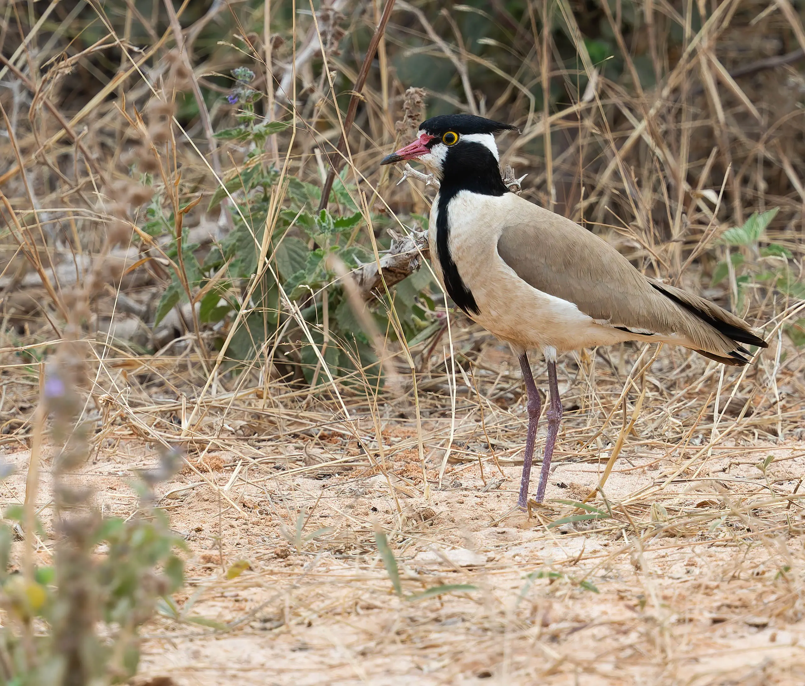 Black-headed Lapwing Vanellus tectus