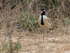 Black-headed Lapwing Vanellus tectus