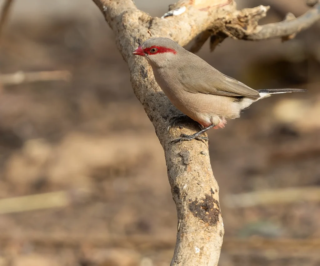 Black rumped Waxbill Estrilda troglodytes