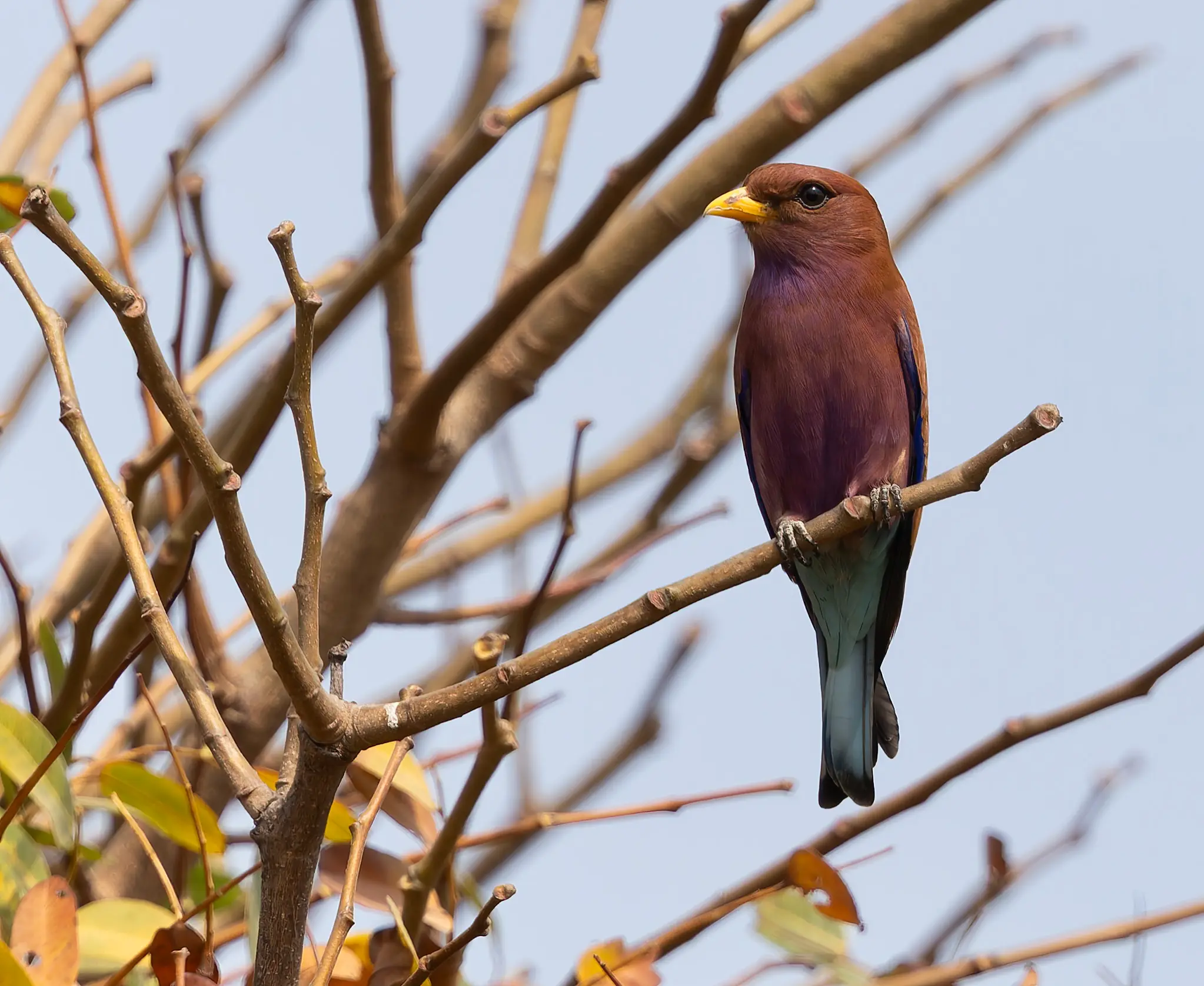 Broad-billed Roller Eurystomus glaucurus
