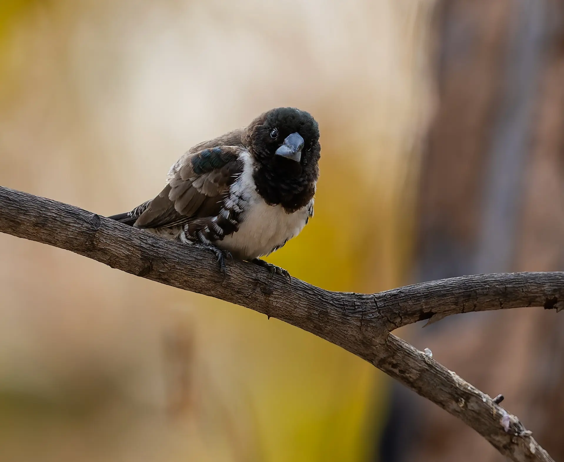 Bronze Mannikin Spermestes cucullata