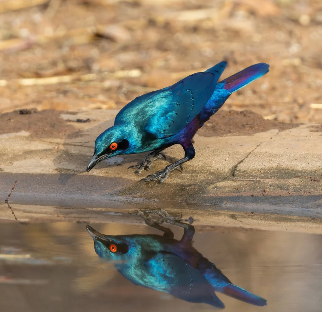 Bronze-tailed Starling Lamprotornis chaurus