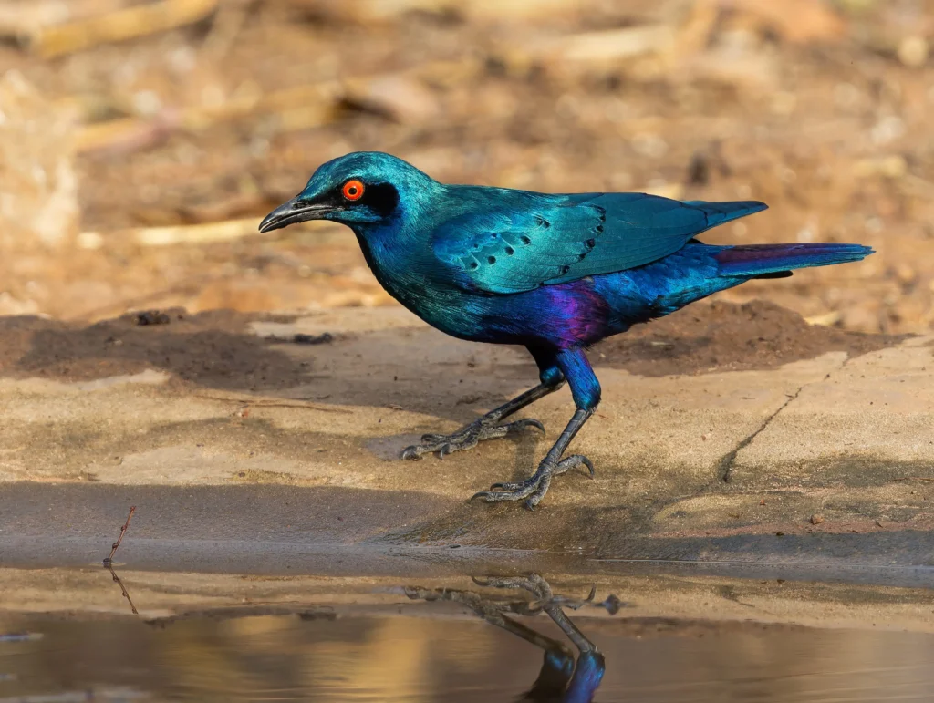 Bronze-tailed Starling Lamprotornis chaurus