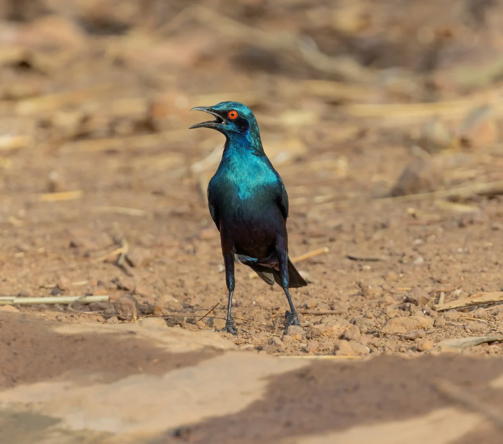 Bronze-tailed Starling Lamprotornis chaurus