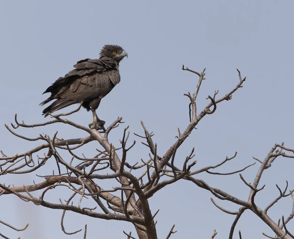 Brown Snake-Eagle Circaetus cinereus