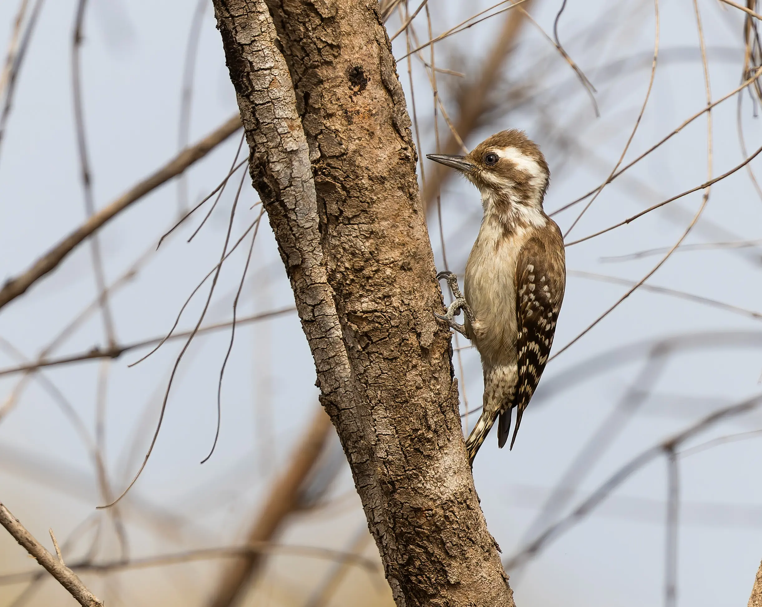 Brown-backed Woodpecker Dendropicos obsoletus