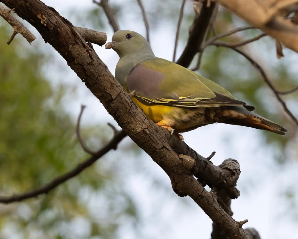 Bruce's Green-Pigeon Treron waalia