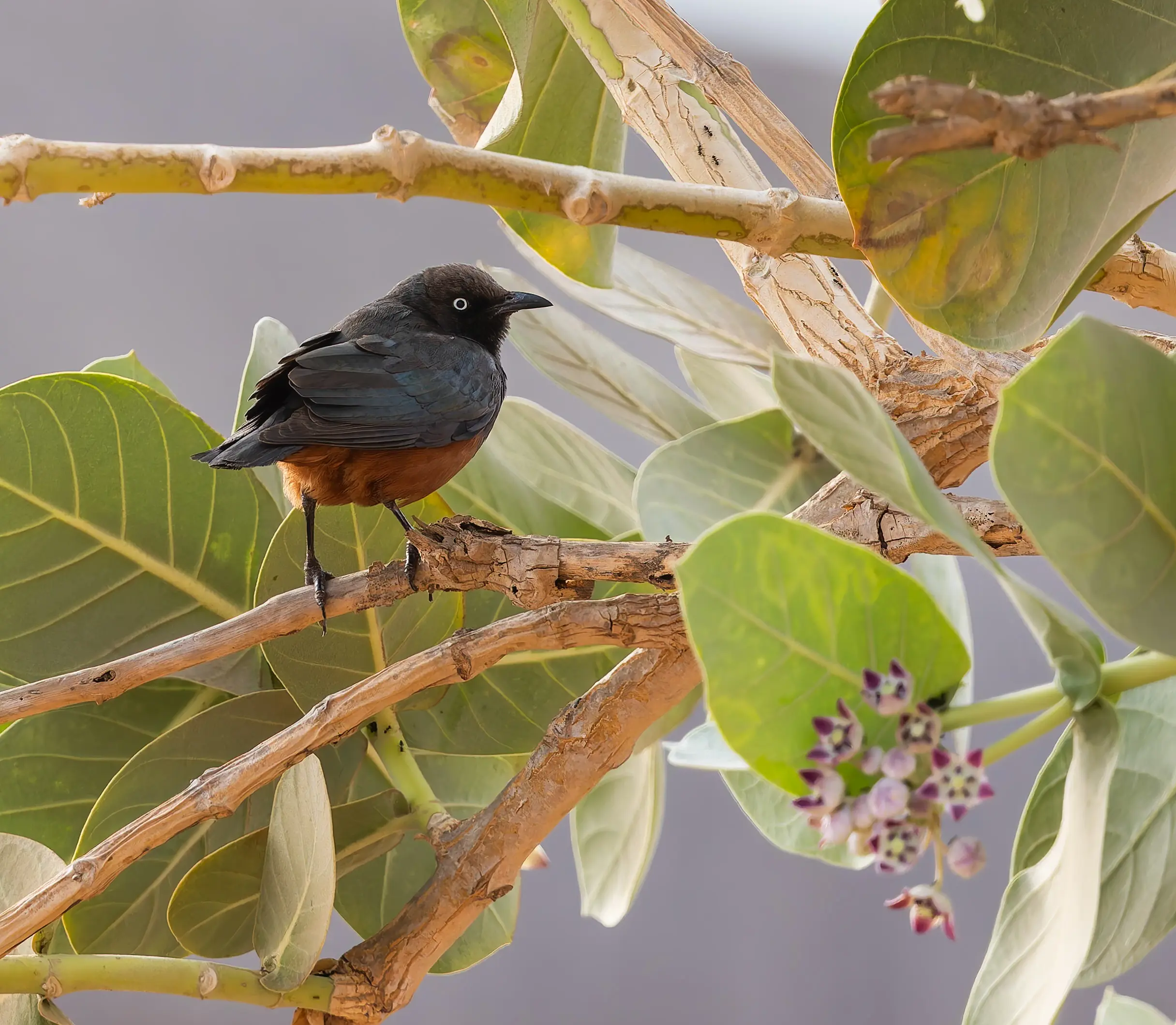 Chestnut-bellied-Starling-Lamprotornis-pulcher