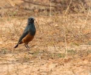 Chestnut-bellied-Starling-Lamprotornis-pulcher