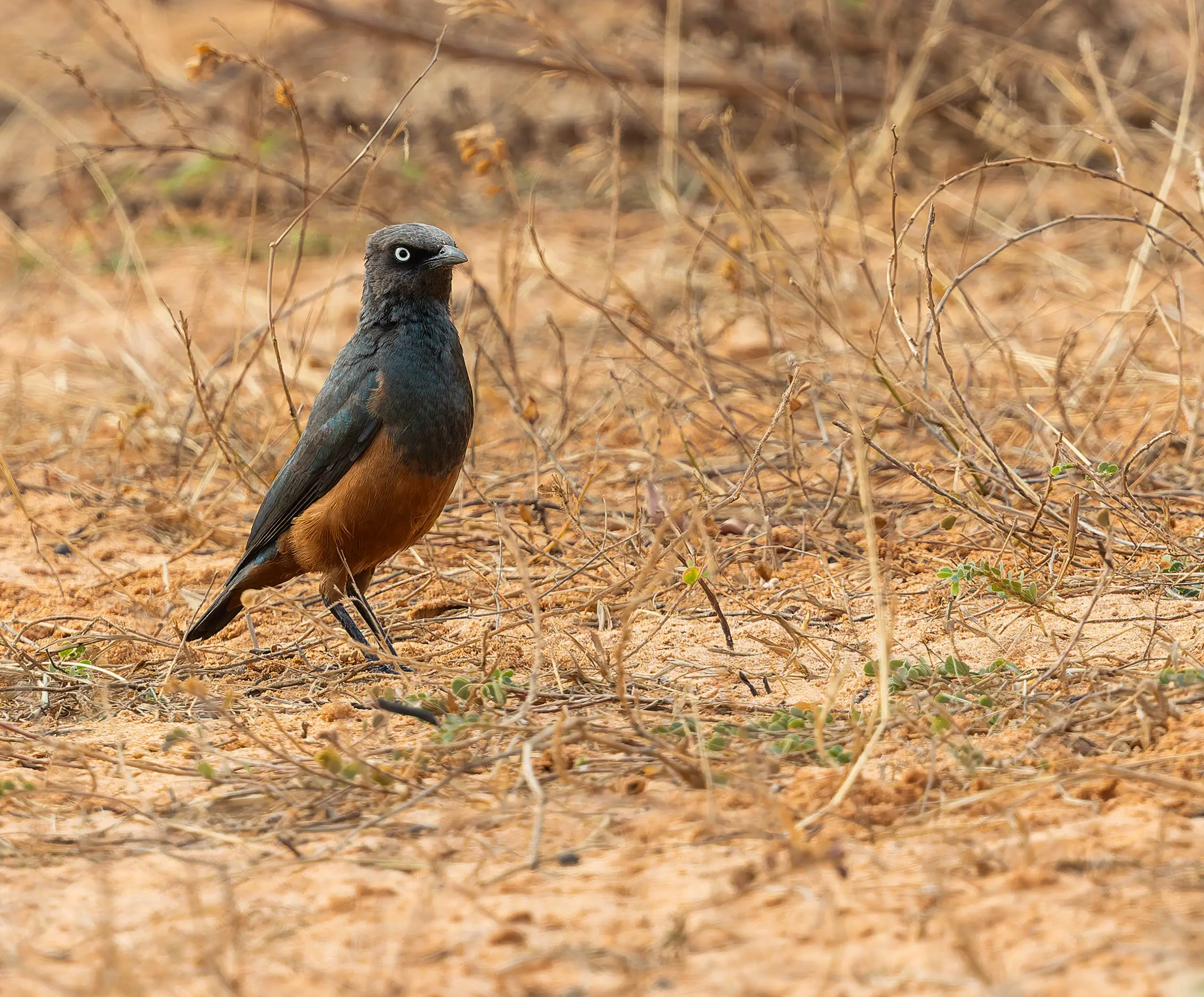 Chestnut-bellied-Starling-Lamprotornis-pulcher